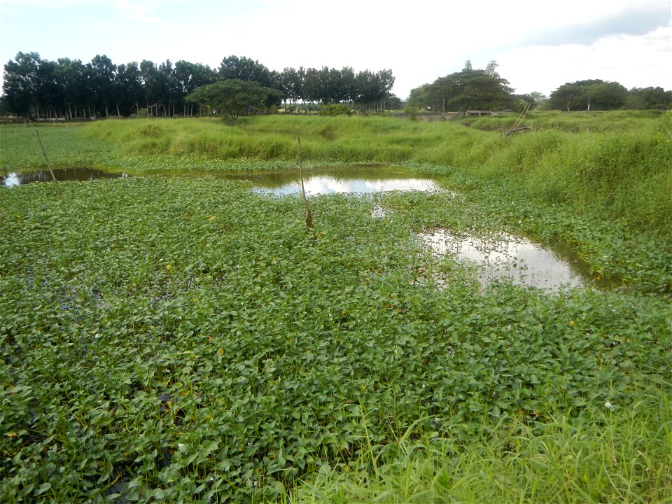 Paddy fields, grasslands, fishponds, irrigation, Kangkung (Ipomoea aquatica) and trees (Lapnit & Calasag, San Ildefonso, Bulacan Farm to Market Road) Barangays  Lapnit 15°4'42"N   120°56'10"E Cala