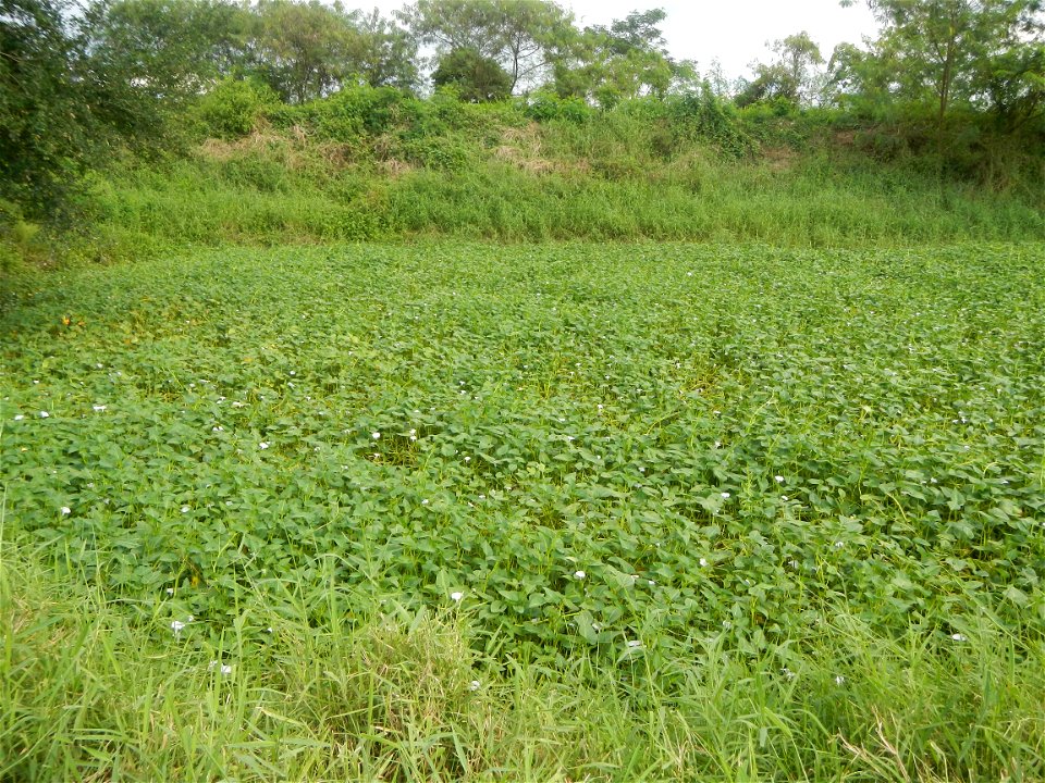 Paddy fields, grasslands, fishponds, irrigation, Kangkung (Ipomoea aquatica) and trees (Lapnit & Calasag, San Ildefonso, Bulacan Farm to Market Road) Barangays  Lapnit 15°4'42"N   120°56'10"E Cala