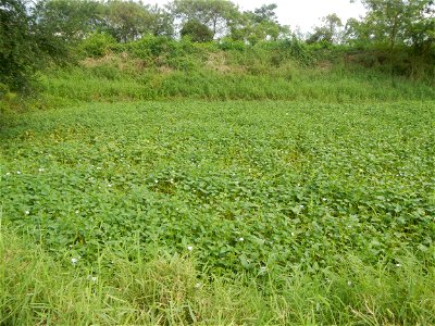 Paddy fields, grasslands, fishponds, irrigation, Kangkung (Ipomoea aquatica) and trees (Lapnit & Calasag, San Ildefonso, Bulacan Farm to Market Road) Barangays  Lapnit 15°4'42"N   120°56'10"E Cala