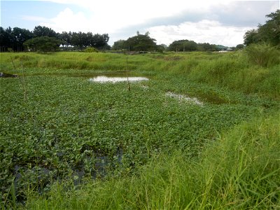Paddy fields, grasslands, fishponds, irrigation, Kangkung (Ipomoea aquatica) and trees (Lapnit & Calasag, San Ildefonso, Bulacan Farm to Market Road) Barangays  Lapnit 15°4'42"N   120°56'10"E Cala