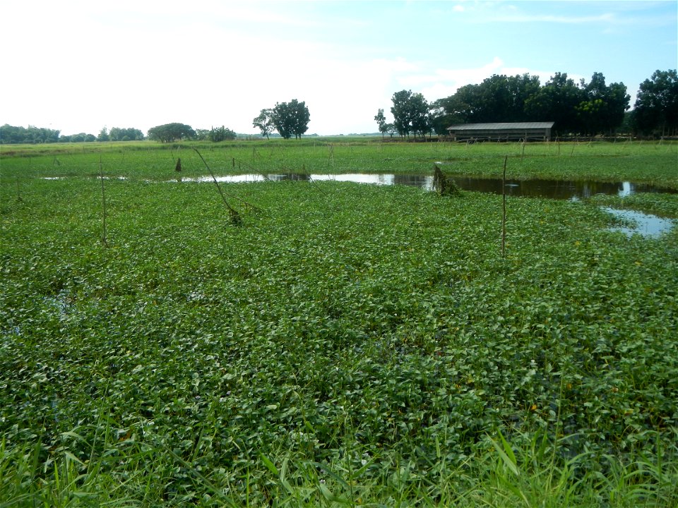 Paddy fields, grasslands, fishponds, irrigation, Kangkung (Ipomoea aquatica) and trees (Lapnit & Calasag, San Ildefonso, Bulacan Farm to Market Road) Barangays  Lapnit 15°4'42"N   120°56'10"E Cala