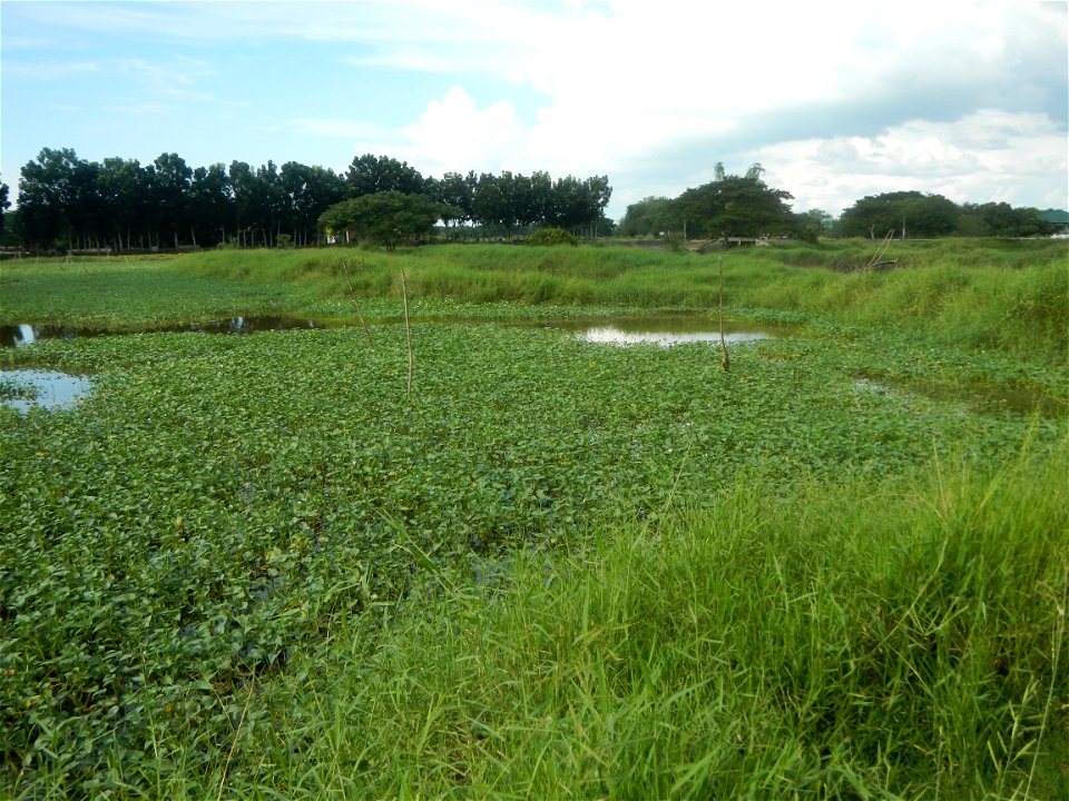 Paddy fields, grasslands, fishponds, irrigation, Kangkung (Ipomoea aquatica) and trees (Lapnit & Calasag, San Ildefonso, Bulacan Farm to Market Road) Barangays  Lapnit 15°4'42"N   120°56'10"E Cala