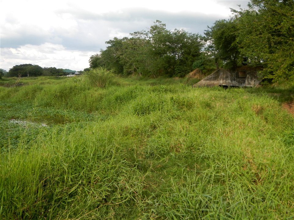 Paddy fields, grasslands, fishponds, irrigation, Kangkung (Ipomoea aquatica) and trees (Lapnit & Calasag, San Ildefonso, Bulacan Farm to Market Road) Barangays  Lapnit 15°4'42"N   120°56'10"E Cala