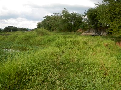 Paddy fields, grasslands, fishponds, irrigation, Kangkung (Ipomoea aquatica) and trees (Lapnit & Calasag, San Ildefonso, Bulacan Farm to Market Road) Barangays  Lapnit 15°4'42"N   120°56'10"E Cala
