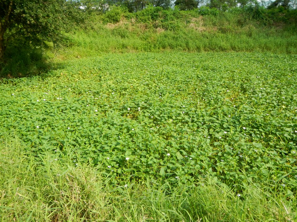 Paddy fields, grasslands, fishponds, irrigation, Kangkung (Ipomoea aquatica) and trees (Lapnit & Calasag, San Ildefonso, Bulacan Farm to Market Road) Barangays  Lapnit 15°4'42"N   120°56'10"E Cala