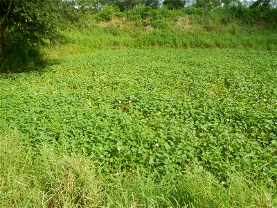 Paddy fields, grasslands, fishponds, irrigation, Kangkung (Ipomoea aquatica) and trees (Lapnit & Calasag, San Ildefonso, Bulacan Farm to Market Road) Barangays  Lapnit 15°4'42"N   120°56'10"E Cala