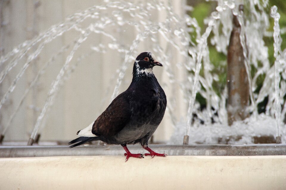 Birds pigeons freedom