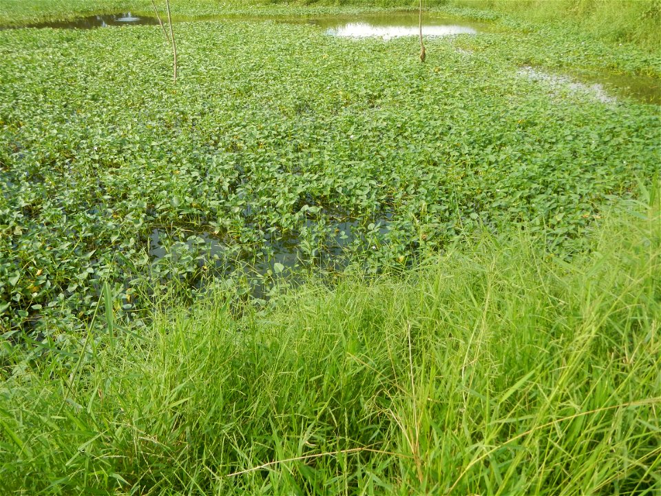 Paddy fields, grasslands, fishponds, irrigation, Kangkung (Ipomoea aquatica) and trees (Lapnit & Calasag, San Ildefonso, Bulacan Farm to Market Road) Barangays  Lapnit 15°4'42"N   120°56'10"E Cala