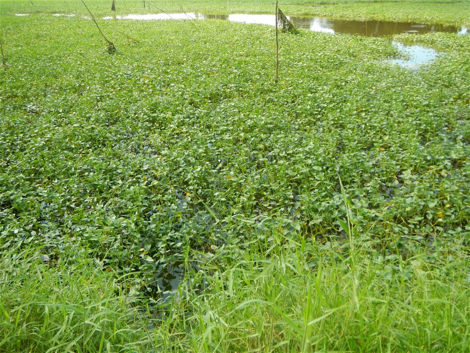 Paddy fields, grasslands, fishponds, irrigation, Kangkung (Ipomoea aquatica) and trees (Lapnit & Calasag, San Ildefonso, Bulacan Farm to Market Road) Barangays  Lapnit 15°4'42"N   120°56'10"E Cala