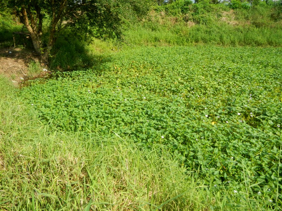 Paddy fields, grasslands, fishponds, irrigation, Kangkung (Ipomoea aquatica) and trees (Lapnit & Calasag, San Ildefonso, Bulacan Farm to Market Road) Barangays  Lapnit 15°4'42"N   120°56'10"E Cala