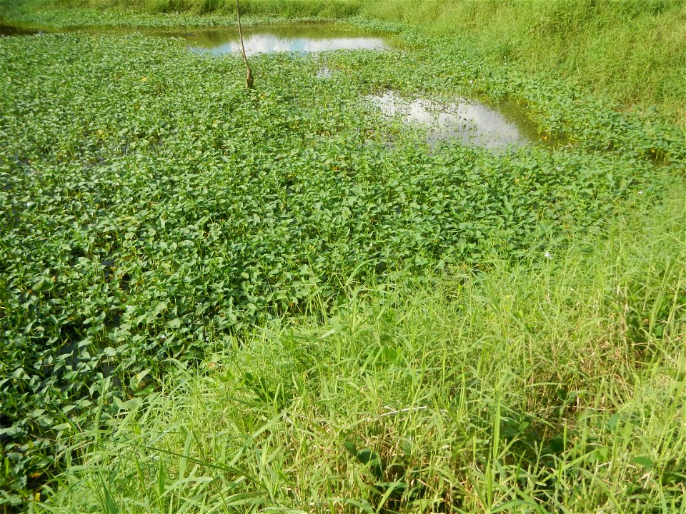 Paddy fields, grasslands, fishponds, irrigation, Kangkung (Ipomoea aquatica) and trees (Lapnit & Calasag, San Ildefonso, Bulacan Farm to Market Road) Barangays  Lapnit 15°4'42"N   120°56'10"E Cala