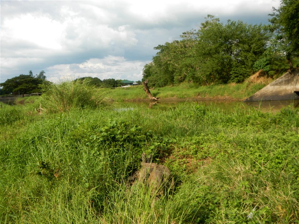 Paddy fields, grasslands, fishponds, irrigation, Kangkung (Ipomoea aquatica) and trees (Lapnit & Calasag, San Ildefonso, Bulacan Farm to Market Road) Barangays  Lapnit 15°4'42"N   120°56'10"E Cala