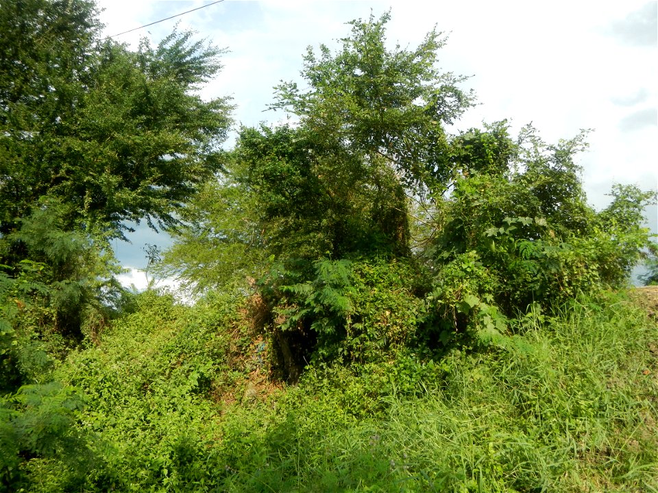 Paddy fields, grasslands, fishponds, irrigation, Kangkung (Ipomoea aquatica) and trees (Lapnit & Calasag, San Ildefonso, Bulacan Farm to Market Road) Barangays  Lapnit 15°4'42"N   120°56'10"E Cala