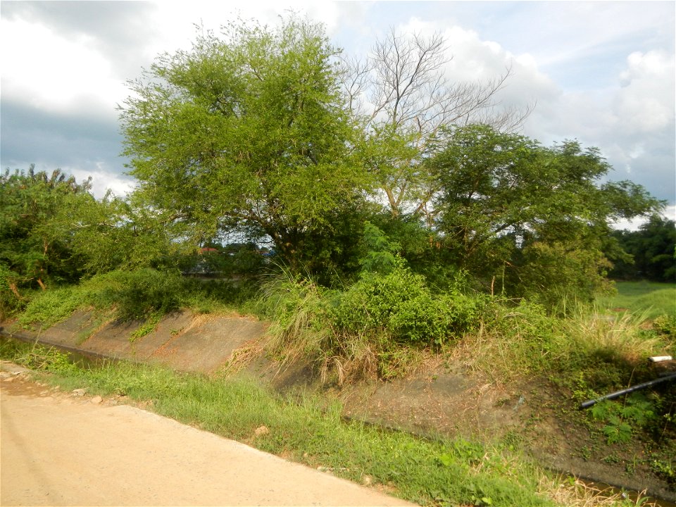 Paddy fields, grasslands, fishponds, irrigation, Kangkung (Ipomoea aquatica) and trees (Lapnit & Calasag, San Ildefonso, Bulacan Farm to Market Road) Barangays  Lapnit 15°4'42"N   120°56'10"E Cala
