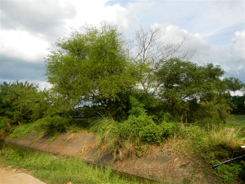 Paddy fields, grasslands, fishponds, irrigation, Kangkung (Ipomoea aquatica) and trees (Lapnit & Calasag, San Ildefonso, Bulacan Farm to Market Road) Barangays  Lapnit 15°4'42"N   120°56'10"E Cala
