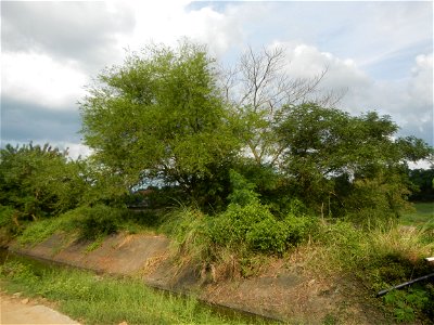 Paddy fields, grasslands, fishponds, irrigation, Kangkung (Ipomoea aquatica) and trees (Lapnit & Calasag, San Ildefonso, Bulacan Farm to Market Road) Barangays  Lapnit 15°4'42"N   120°56'10"E Cala