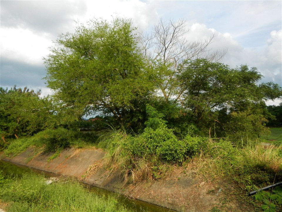 Paddy fields, grasslands, fishponds, irrigation, Kangkung (Ipomoea aquatica) and trees (Lapnit & Calasag, San Ildefonso, Bulacan Farm to Market Road) Barangays  Lapnit 15°4'42"N   120°56'10"E Cala