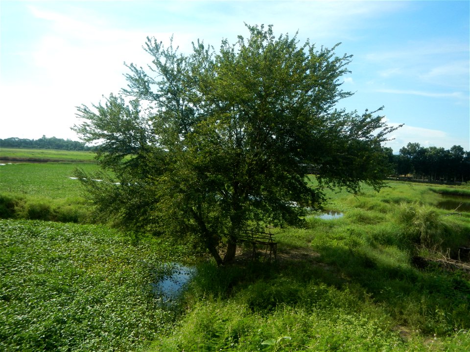 Paddy fields, grasslands, fishponds, irrigation, Kangkung (Ipomoea aquatica) and trees (Lapnit & Calasag, San Ildefonso, Bulacan Farm to Market Road) Barangays  Lapnit 15°4'42"N   120°56'10"E Cala