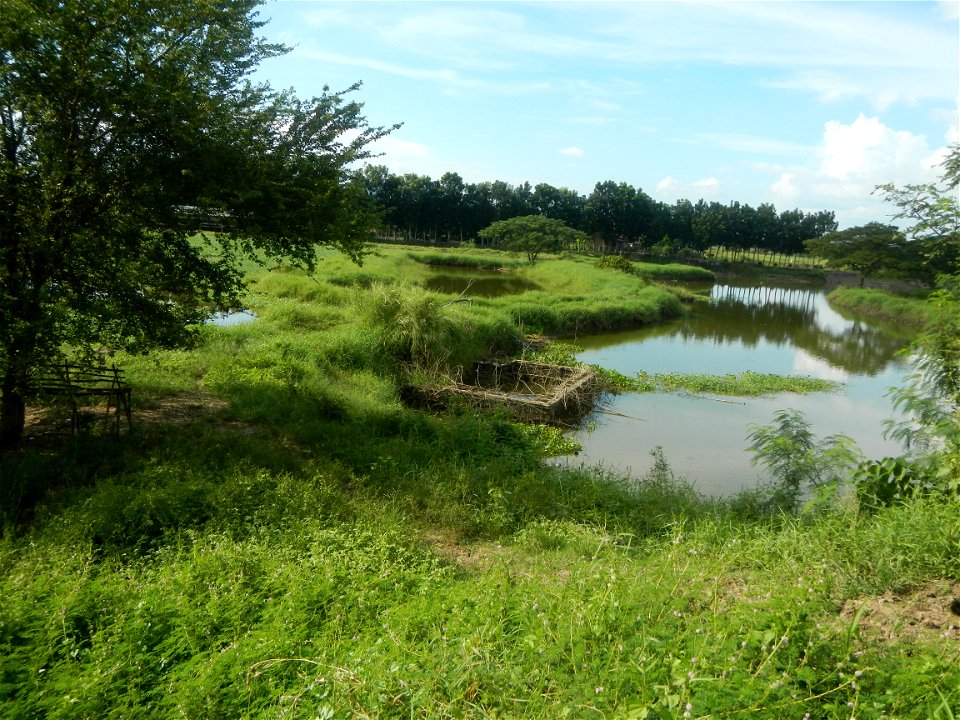 Paddy fields, grasslands, fishponds, irrigation, Kangkung (Ipomoea aquatica) and trees (Lapnit & Calasag, San Ildefonso, Bulacan Farm to Market Road) Barangays  Lapnit 15°4'42"N   120°56'10"E Cala