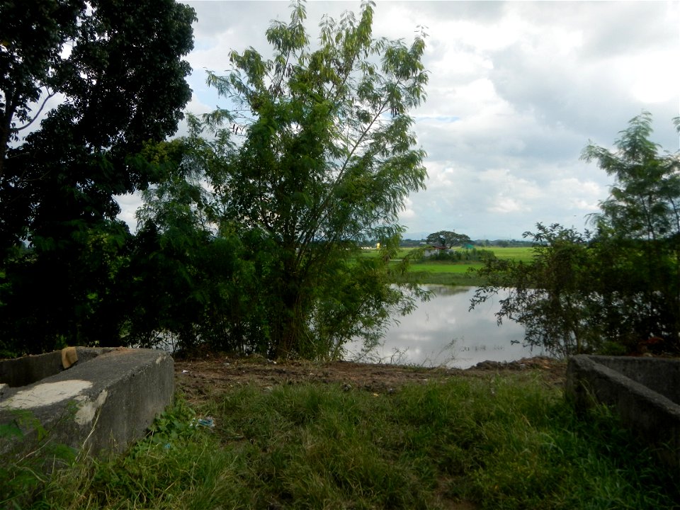 Paddy fields, grasslands, fishponds, irrigation, Kangkung (Ipomoea aquatica) and trees (Lapnit & Calasag, San Ildefonso, Bulacan Farm to Market Road) Barangays  Lapnit 15°4'42"N   120°56'10"E Cala