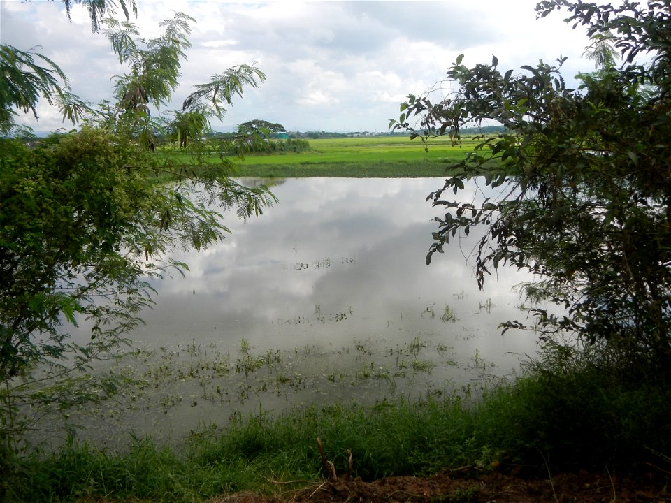 Paddy fields, grasslands, fishponds, irrigation, Kangkung (Ipomoea aquatica) and trees (Lapnit & Calasag, San Ildefonso, Bulacan Farm to Market Road) Barangays  Lapnit 15°4'42"N   120°56'10"E Cala
