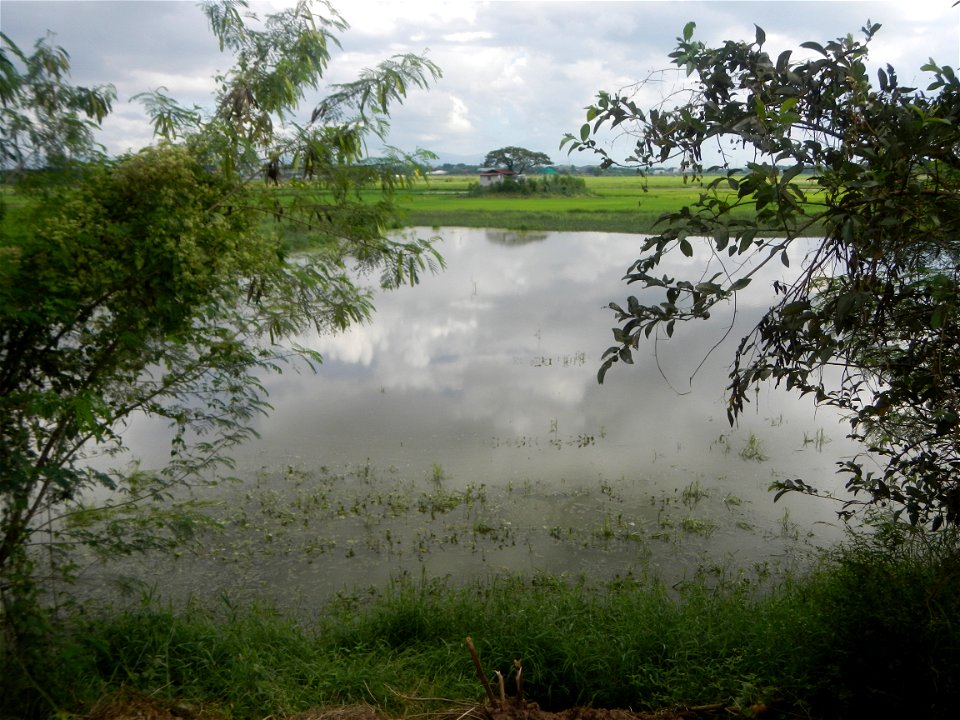 Paddy fields, grasslands, fishponds, irrigation, Kangkung (Ipomoea aquatica) and trees (Lapnit & Calasag, San Ildefonso, Bulacan Farm to Market Road) Barangays  Lapnit 15°4'42"N   120°56'10"E Cala