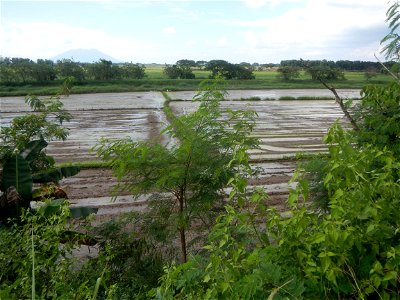 Paddy fields, grasslands, fishponds, irrigation, Kangkung (Ipomoea aquatica) and trees (Lapnit & Calasag, San Ildefonso, Bulacan Farm to Market Road) Barangays  Lapnit 15°4'42"N   120°56'10"E Cala