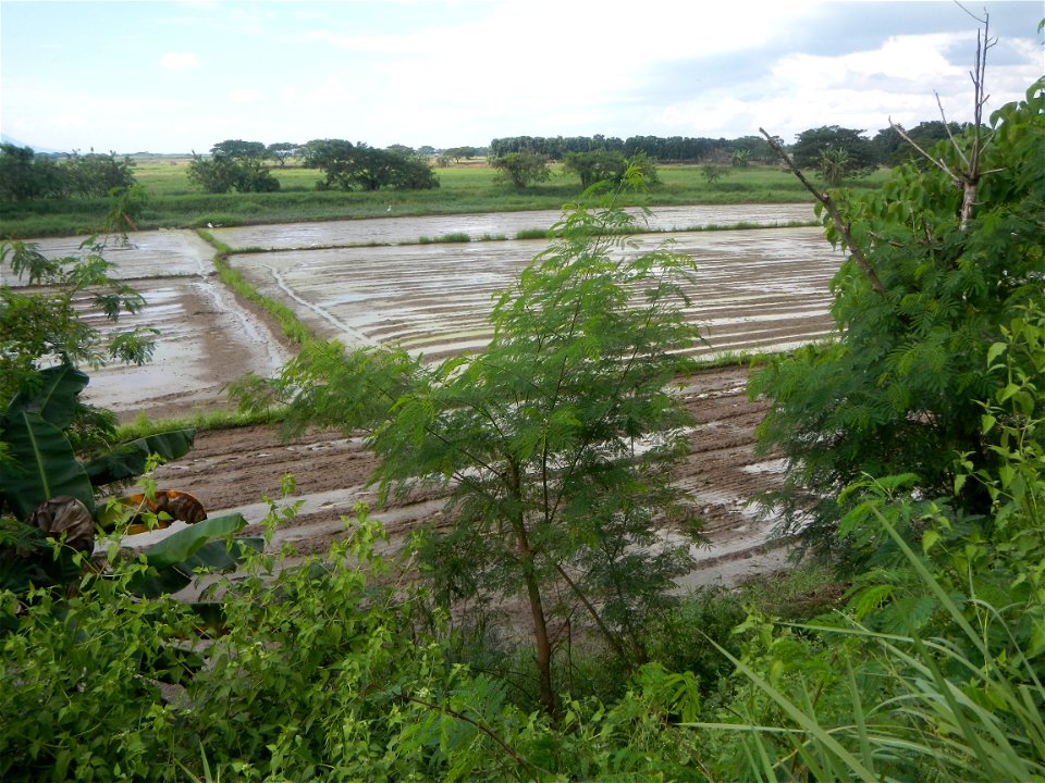 Paddy fields, grasslands, fishponds, irrigation, Kangkung (Ipomoea aquatica) and trees (Lapnit & Calasag, San Ildefonso, Bulacan Farm to Market Road) Barangays  Lapnit 15°4'42"N   120°56'10"E Cala