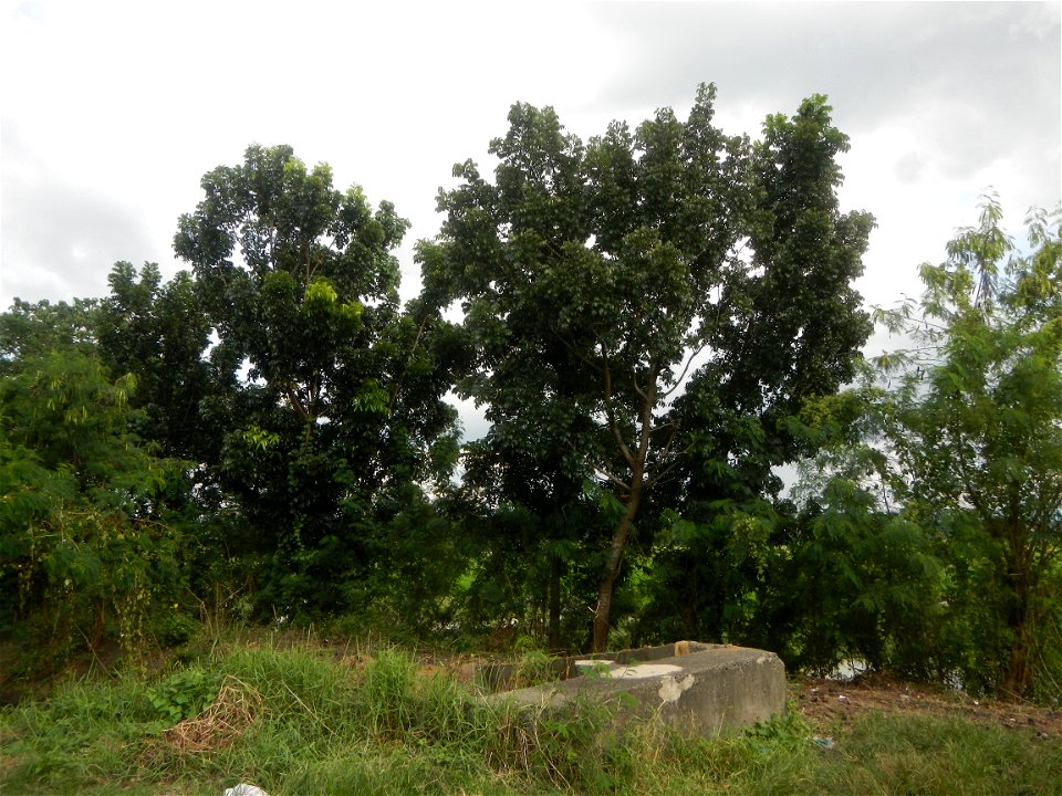 Paddy fields, grasslands, fishponds, irrigation, Kangkung (Ipomoea aquatica) and trees (Lapnit & Calasag, San Ildefonso, Bulacan Farm to Market Road) Barangays  Lapnit 15°4'42"N   120°56'10"E Cala