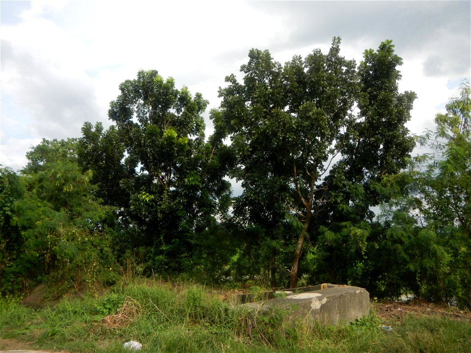 Paddy fields, grasslands, fishponds, irrigation, Kangkung (Ipomoea aquatica) and trees (Lapnit & Calasag, San Ildefonso, Bulacan Farm to Market Road) Barangays  Lapnit 15°4'42"N   120°56'10"E Cala