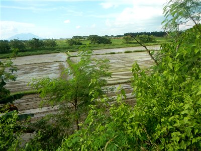 Paddy fields, grasslands, fishponds, irrigation, Kangkung (Ipomoea aquatica) and trees (Lapnit & Calasag, San Ildefonso, Bulacan Farm to Market Road) Barangays  Lapnit 15°4'42"N   120°56'10"E Cala