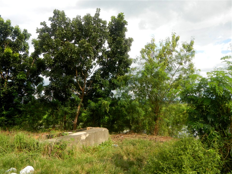 Paddy fields, grasslands, fishponds, irrigation, Kangkung (Ipomoea aquatica) and trees (Lapnit & Calasag, San Ildefonso, Bulacan Farm to Market Road) Barangays  Lapnit 15°4'42"N   120°56'10"E Cala