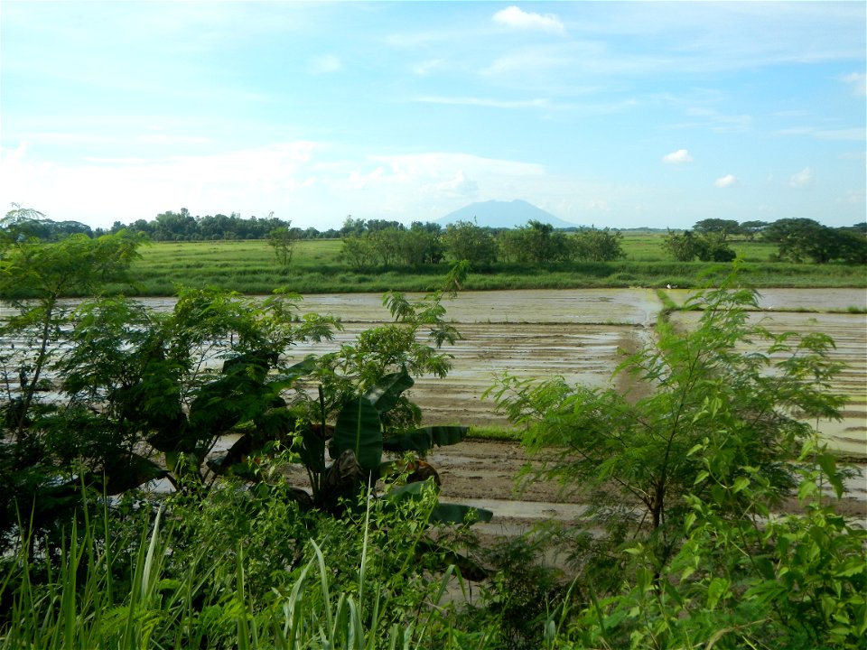 Paddy fields, grasslands, fishponds, irrigation, Kangkung (Ipomoea aquatica) and trees (Lapnit & Calasag, San Ildefonso, Bulacan Farm to Market Road) Barangays  Lapnit 15°4'42"N   120°56'10"E Cala
