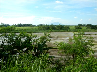 Paddy fields, grasslands, fishponds, irrigation, Kangkung (Ipomoea aquatica) and trees (Lapnit & Calasag, San Ildefonso, Bulacan Farm to Market Road) Barangays  Lapnit 15°4'42"N   120°56'10"E Cala