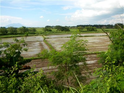 Paddy fields, grasslands, fishponds, irrigation, Kangkung (Ipomoea aquatica) and trees (Lapnit & Calasag, San Ildefonso, Bulacan Farm to Market Road) Barangays  Lapnit 15°4'42"N   120°56'10"E Cala