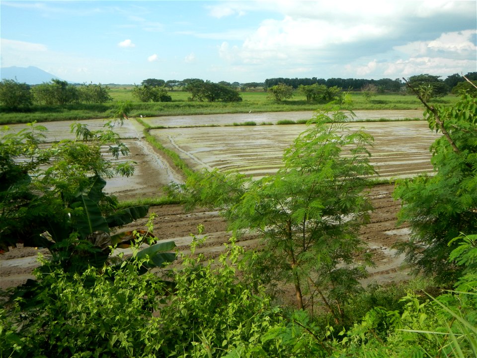 Paddy fields, grasslands, fishponds, irrigation, Kangkung (Ipomoea aquatica) and trees (Lapnit & Calasag, San Ildefonso, Bulacan Farm to Market Road) Barangays  Lapnit 15°4'42"N   120°56'10"E Cala