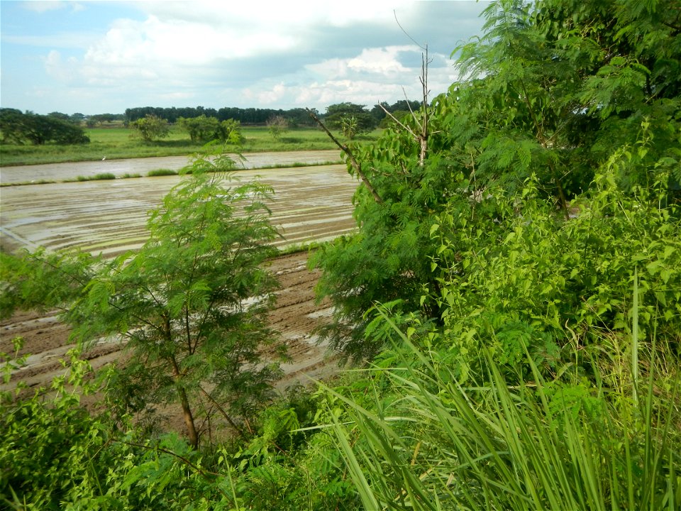 Paddy fields, grasslands, fishponds, irrigation, Kangkung (Ipomoea aquatica) and trees (Lapnit & Calasag, San Ildefonso, Bulacan Farm to Market Road) Barangays  Lapnit 15°4'42"N   120°56'10"E Cala