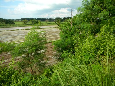 Paddy fields, grasslands, fishponds, irrigation, Kangkung (Ipomoea aquatica) and trees (Lapnit & Calasag, San Ildefonso, Bulacan Farm to Market Road) Barangays  Lapnit 15°4'42"N   120°56'10"E Cala