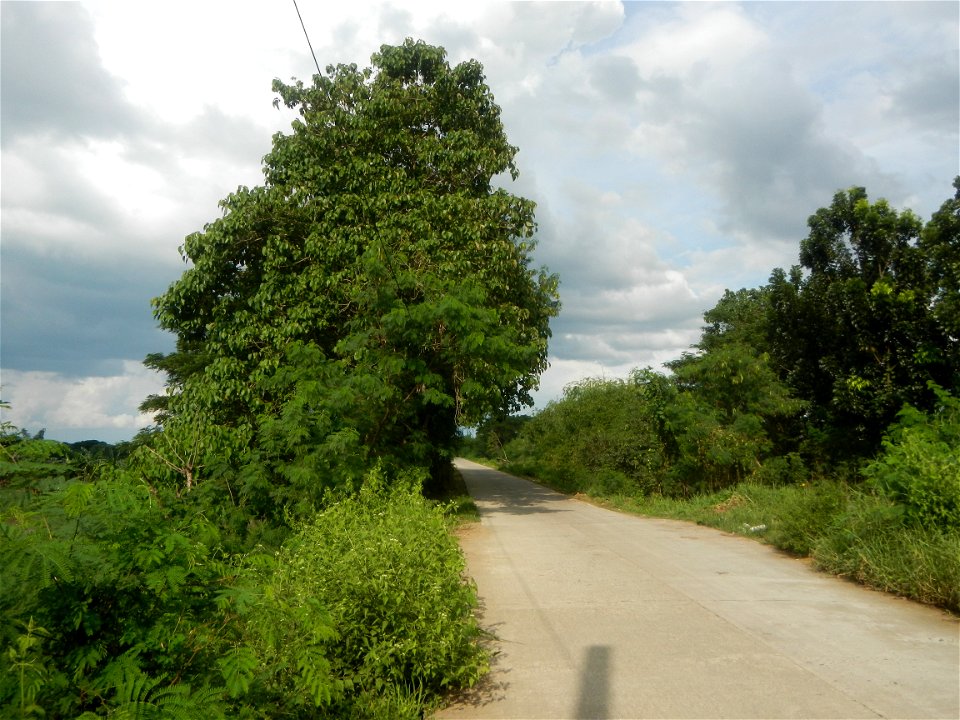 Paddy fields, grasslands, fishponds, irrigation, Kangkung (Ipomoea aquatica) and trees (Lapnit & Calasag, San Ildefonso, Bulacan Farm to Market Road) Barangays  Lapnit 15°4'42"N   120°56'10"E Cala