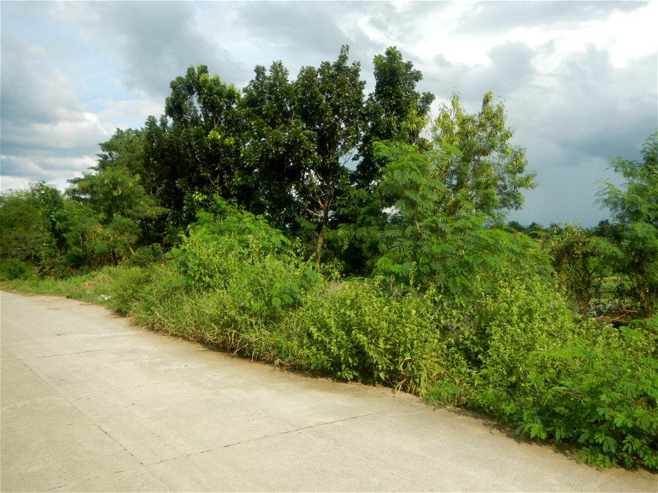 Paddy fields, grasslands, fishponds, irrigation, Kangkung (Ipomoea aquatica) and trees (Lapnit & Calasag, San Ildefonso, Bulacan Farm to Market Road) Barangays  Lapnit 15°4'42"N   120°56'10"E Cala