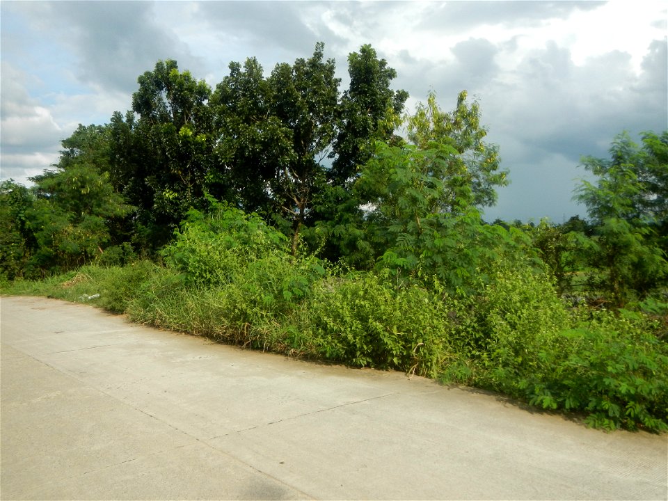 Paddy fields, grasslands, fishponds, irrigation, Kangkung (Ipomoea aquatica) and trees (Lapnit & Calasag, San Ildefonso, Bulacan Farm to Market Road) Barangays  Lapnit 15°4'42"N   120°56'10"E Cala