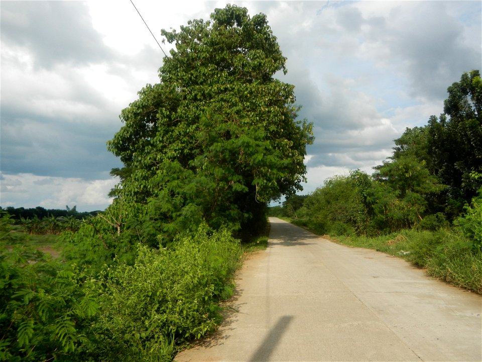 Paddy fields, grasslands, fishponds, irrigation, Kangkung (Ipomoea aquatica) and trees (Lapnit & Calasag, San Ildefonso, Bulacan Farm to Market Road) Barangays  Lapnit 15°4'42"N   120°56'10"E Cala