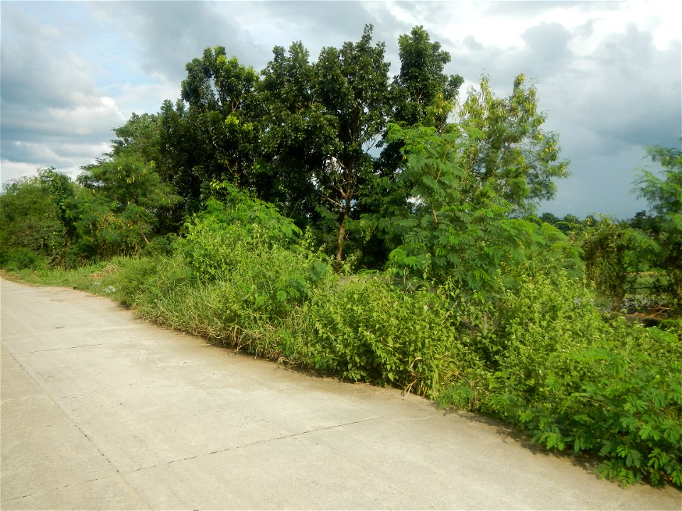 Paddy fields, grasslands, fishponds, irrigation, Kangkung (Ipomoea aquatica) and trees (Lapnit & Calasag, San Ildefonso, Bulacan Farm to Market Road) Barangays  Lapnit 15°4'42"N   120°56'10"E Cala