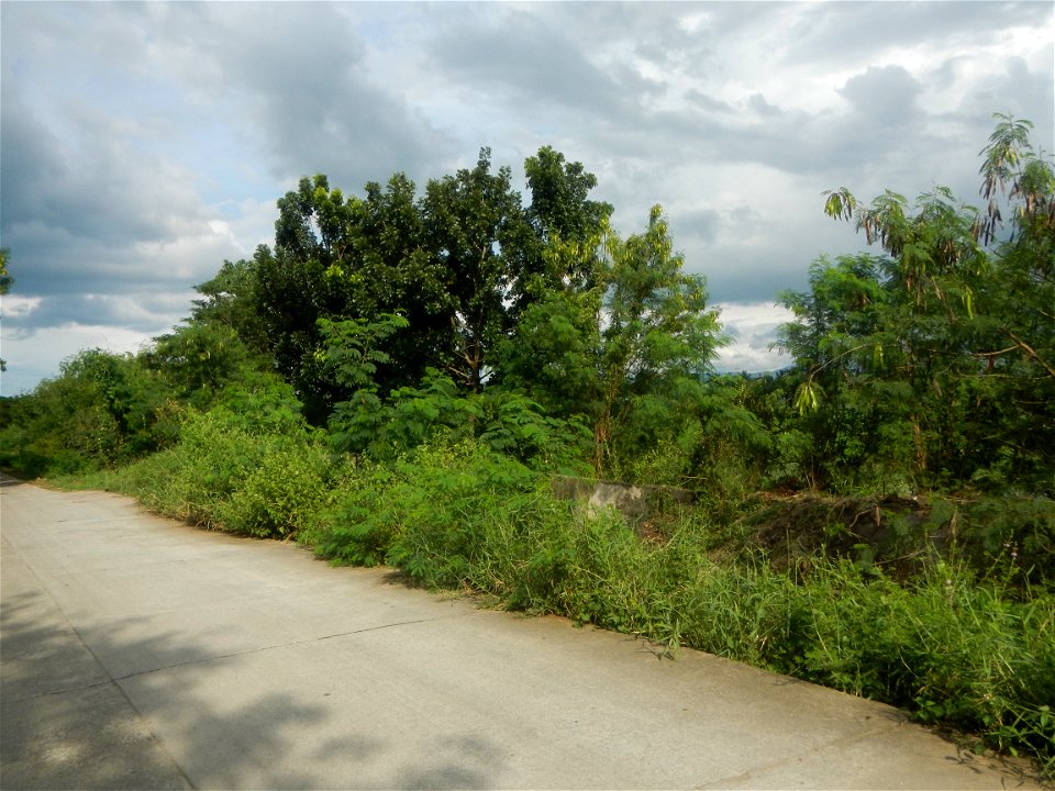 Paddy fields, grasslands, fishponds, irrigation, Kangkung (Ipomoea aquatica) and trees (Lapnit & Calasag, San Ildefonso, Bulacan Farm to Market Road) Barangays  Lapnit 15°4'42"N   120°56'10"E Cala