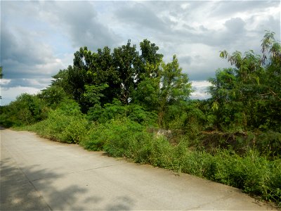 Paddy fields, grasslands, fishponds, irrigation, Kangkung (Ipomoea aquatica) and trees (Lapnit & Calasag, San Ildefonso, Bulacan Farm to Market Road) Barangays  Lapnit 15°4'42"N   120°56'10"E Cala