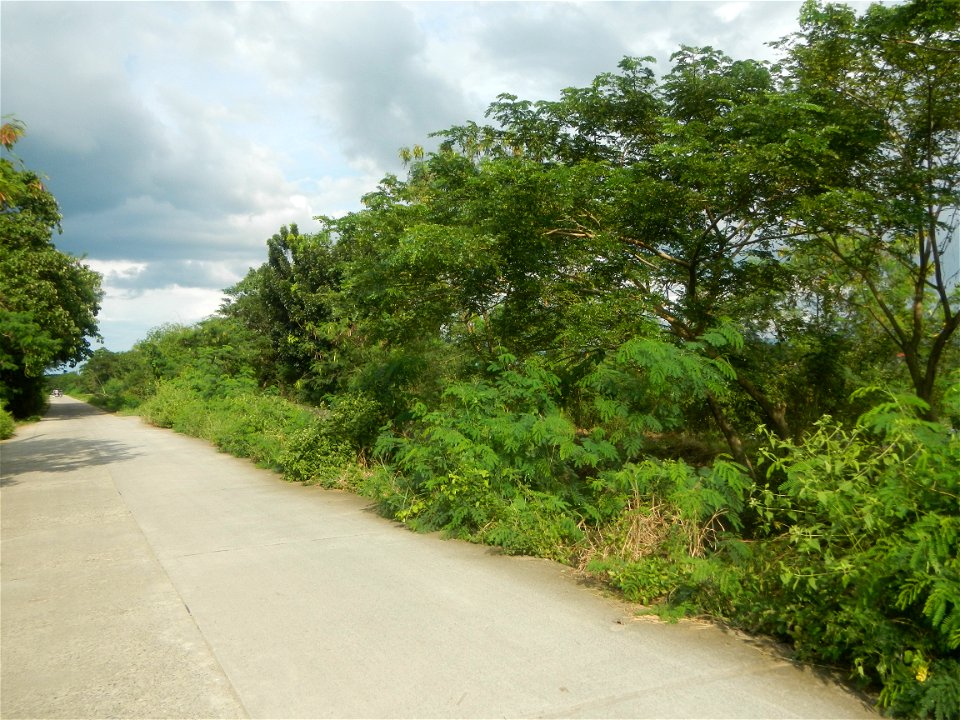 Paddy fields, grasslands, fishponds, irrigation, Kangkung (Ipomoea aquatica) and trees (Lapnit & Calasag, San Ildefonso, Bulacan Farm to Market Road) Barangays  Lapnit 15°4'42"N   120°56'10"E Cala