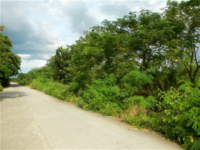 Paddy fields, grasslands, fishponds, irrigation, Kangkung (Ipomoea aquatica) and trees (Lapnit & Calasag, San Ildefonso, Bulacan Farm to Market Road) Barangays  Lapnit 15°4'42"N   120°56'10"E Cala