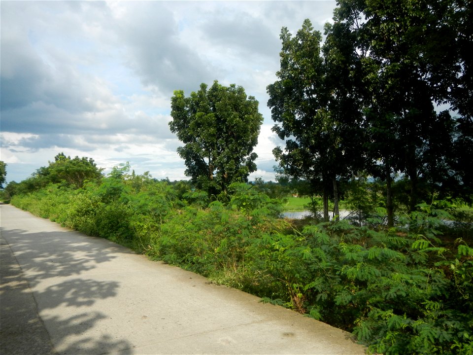 Paddy fields, grasslands, fishponds, irrigation, Kangkung (Ipomoea aquatica) and trees (Lapnit & Calasag, San Ildefonso, Bulacan Farm to Market Road) Barangays  Lapnit 15°4'42"N   120°56'10"E Cala