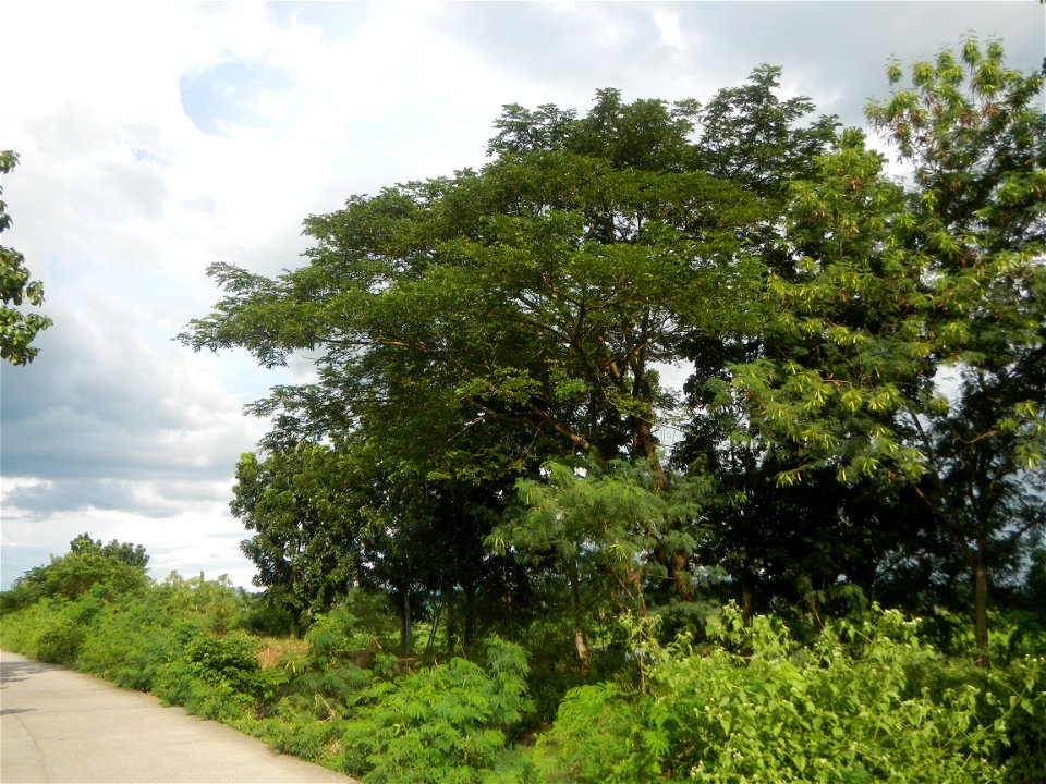 Paddy fields, grasslands, fishponds, irrigation, Kangkung (Ipomoea aquatica) and trees (Lapnit & Calasag, San Ildefonso, Bulacan Farm to Market Road) Barangays  Lapnit 15°4'42"N   120°56'10"E Cala