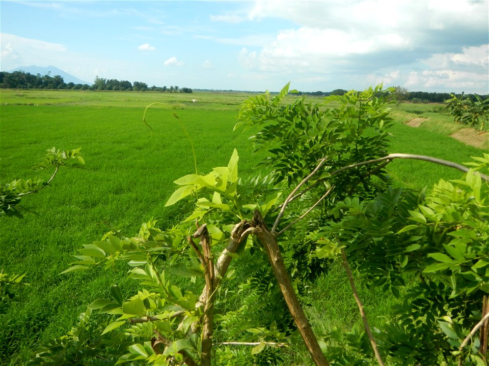 Paddy fields, grasslands, fishponds, irrigation, Kangkung (Ipomoea aquatica) and trees (Lapnit & Calasag, San Ildefonso, Bulacan Farm to Market Road) Barangays  Lapnit 15°4'42"N   120°56'10"E Cala